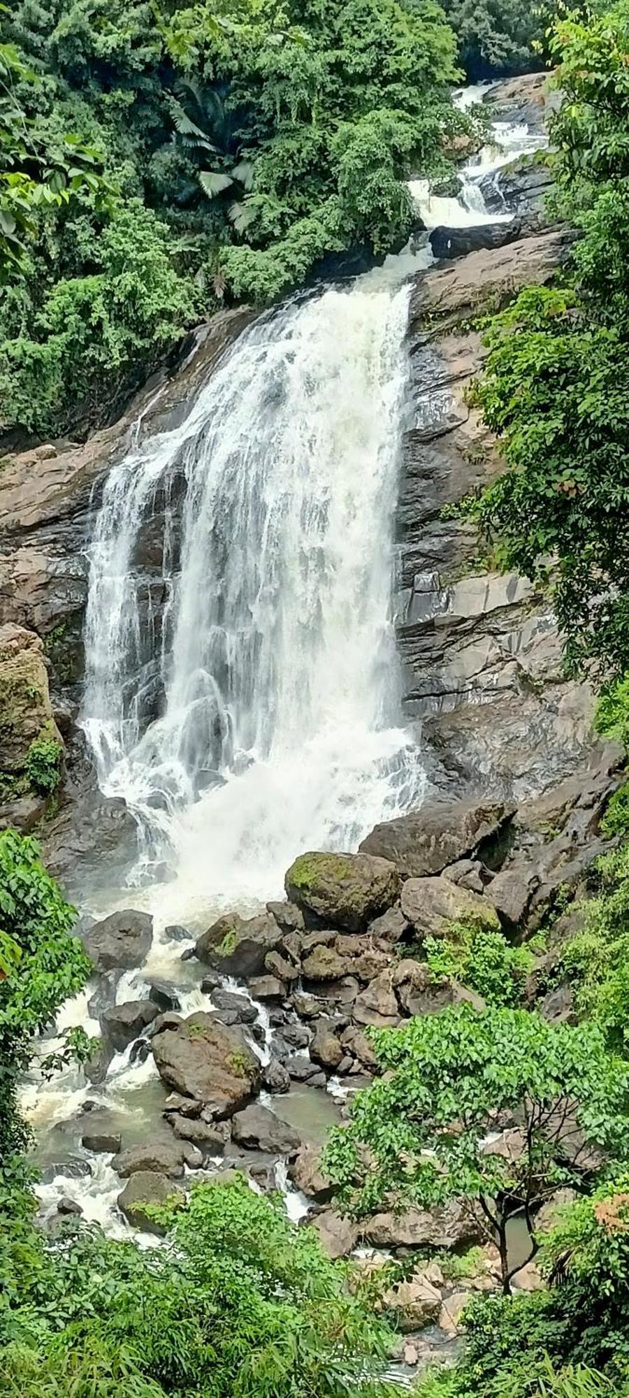 4 Acre Woods Farm Stay Munnar Bilik gambar